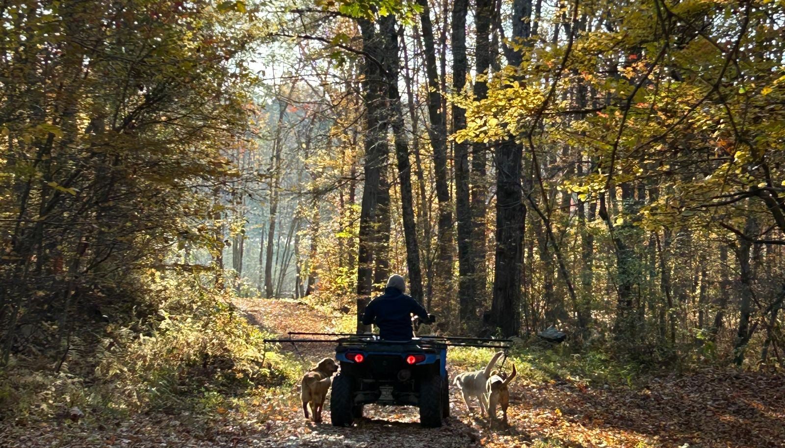 Dogs roading with the ATV through fall woods at QK