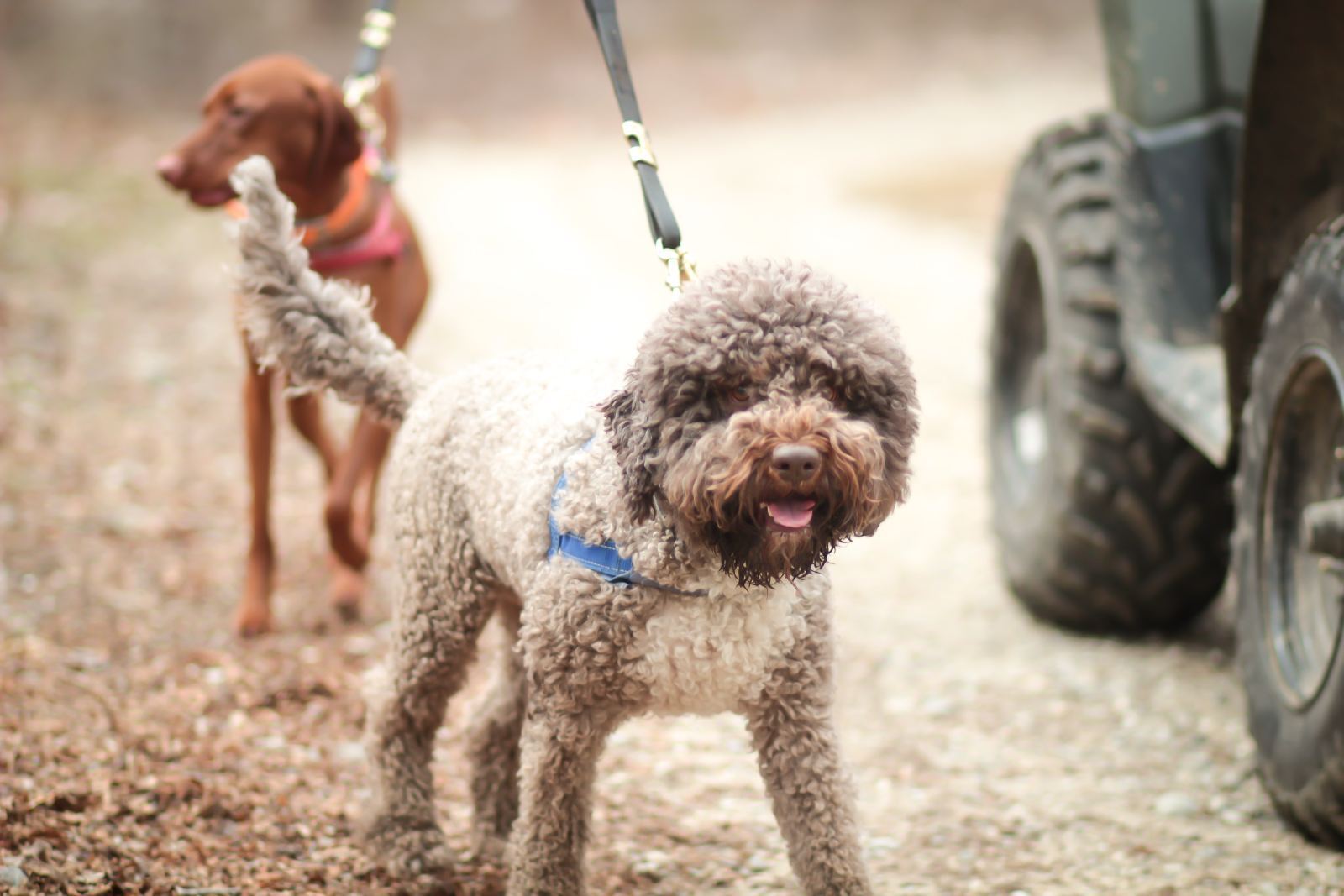 Dogs working together on the fall trail at QK
