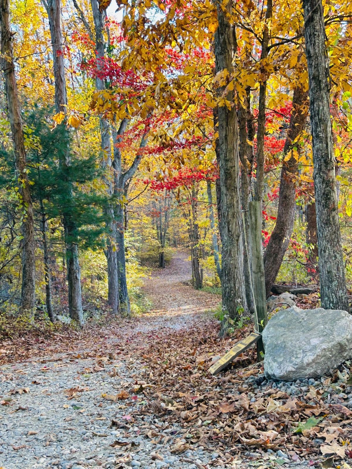 Two dogs holding a sit on the fall trail