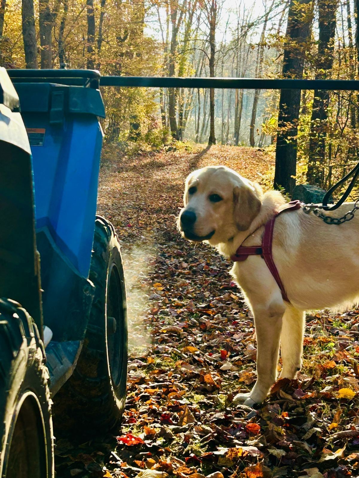 A QK trainer working with a dog on the fall trail
