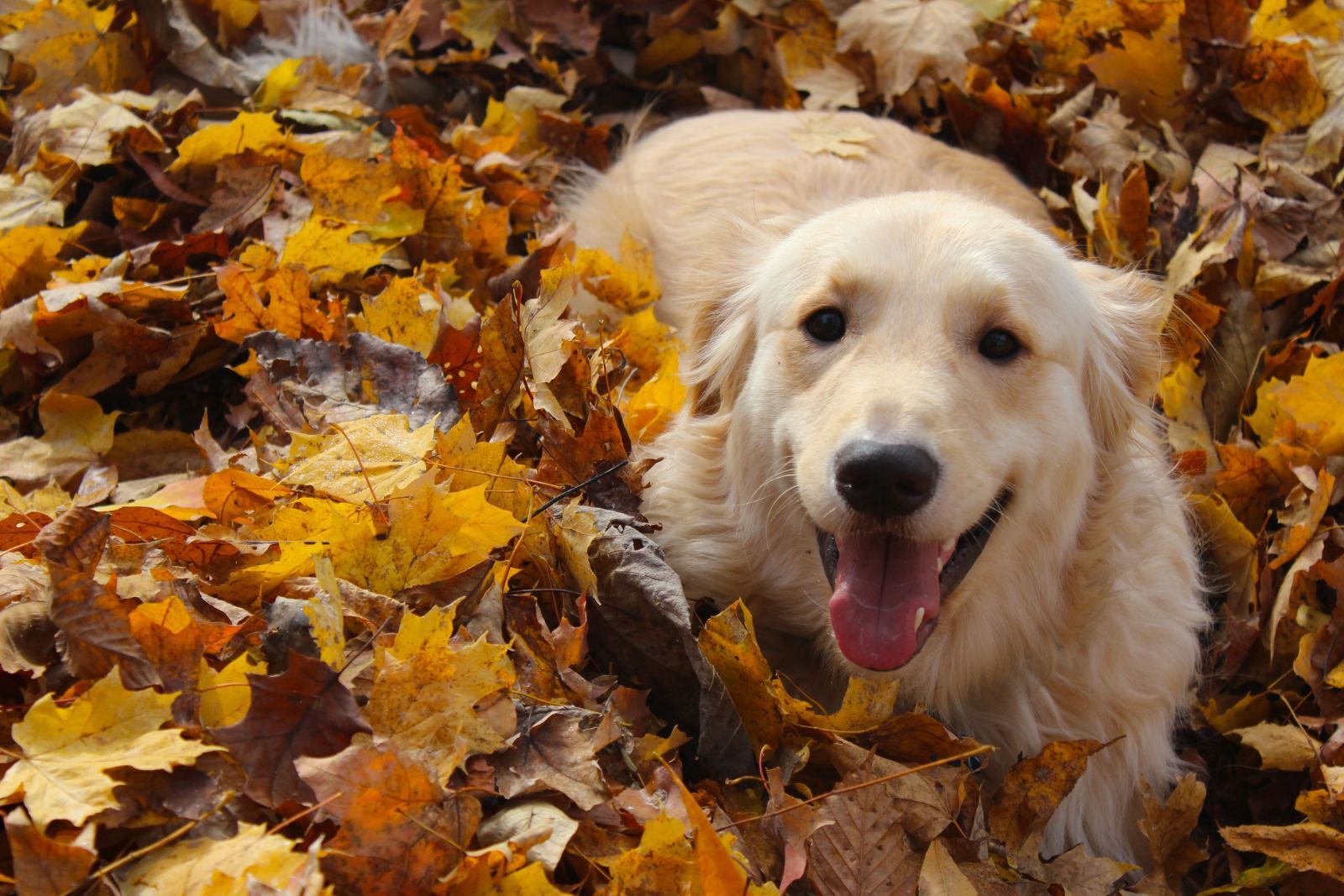 A dog resting in fall leaves