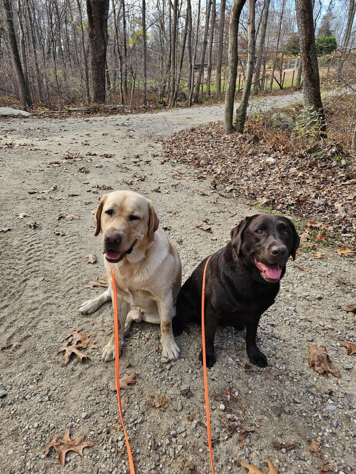 Two dogs on a leash walk at QK