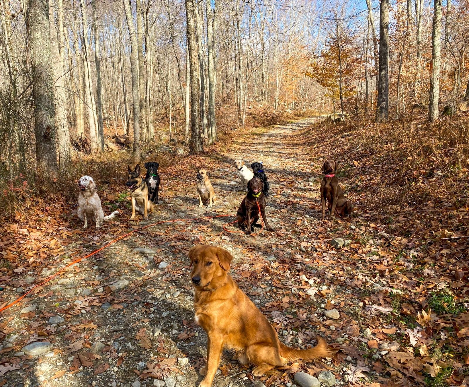 A dog on a woodland trail in fall color