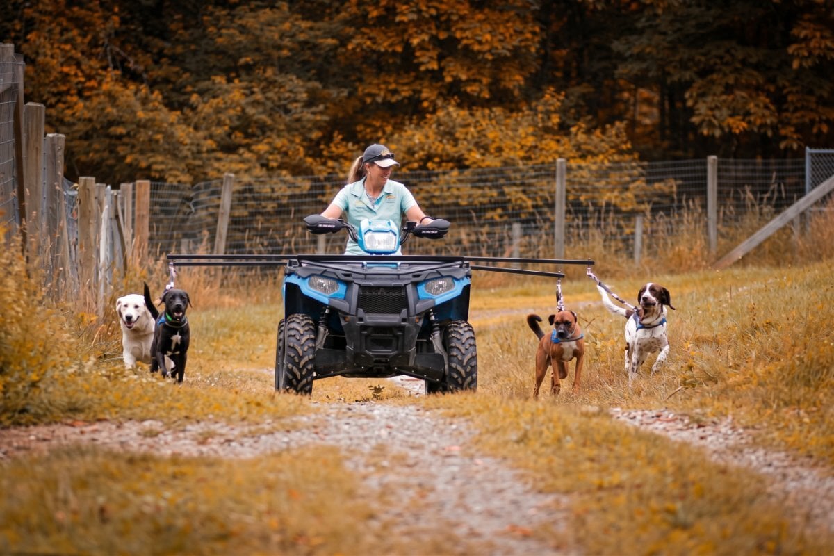 A QK handler roading four dogs with the ATV on a fall trail