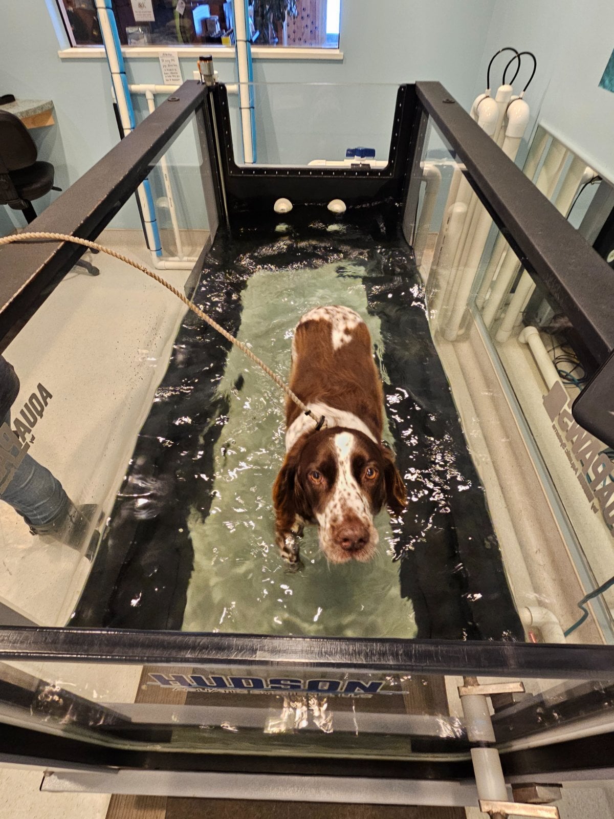 A Springer Spaniel on the QK aqua therapy water treadmill