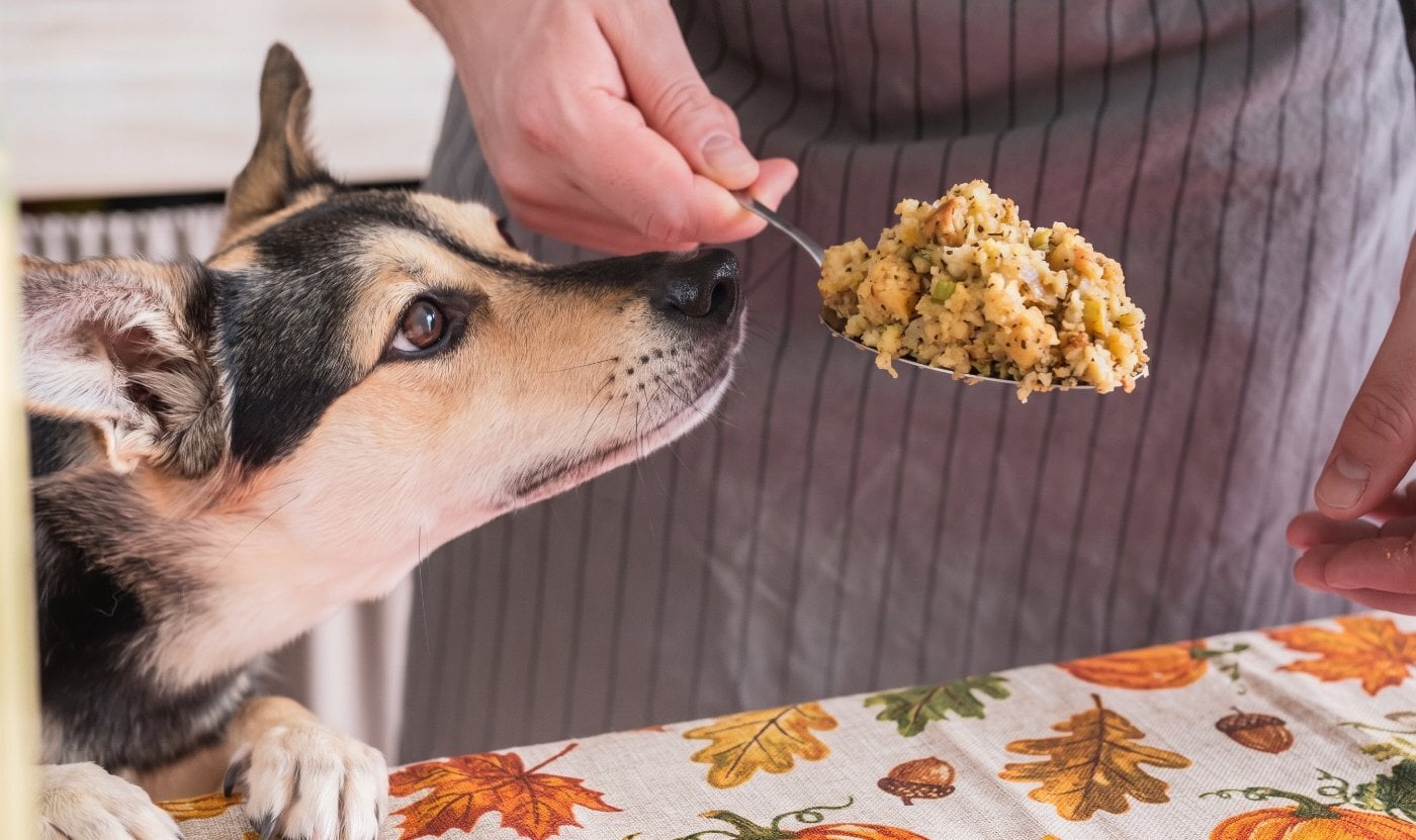 A dog looking up at a spoonful of stuffing