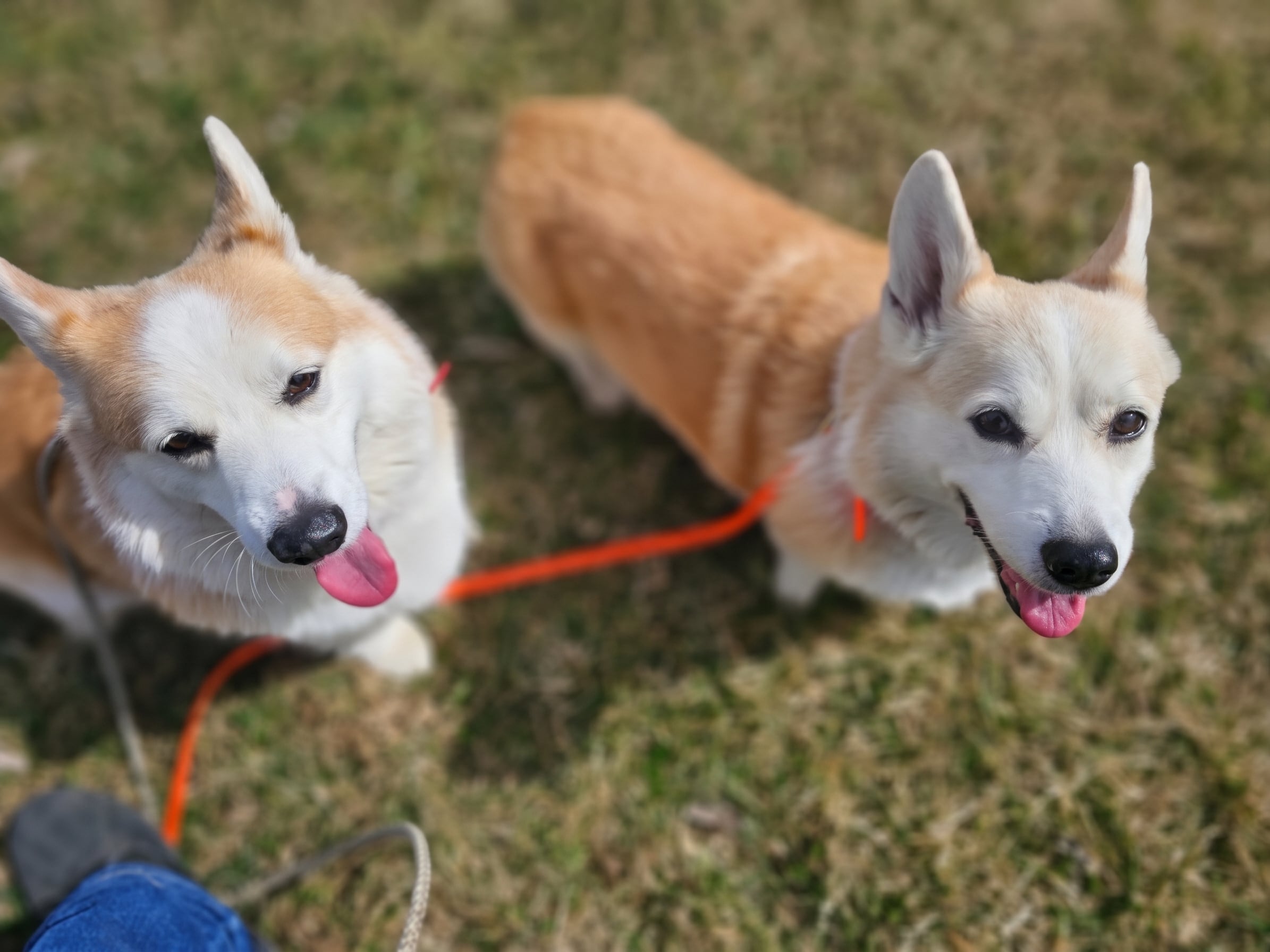 Two smiling Corgis at QK Dogs